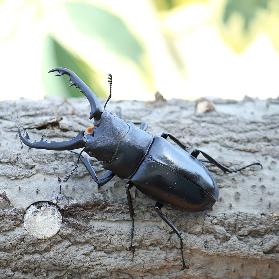 Amazon | 【BIG HORN】ギラファノコギリクワガタ70UP成虫ペア